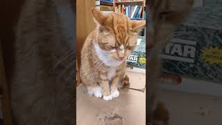 Churchhill The Bookstore Cat Chilling!