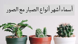 أسماء اشهر أنواع الصبار مع الصور الجزء الثاني