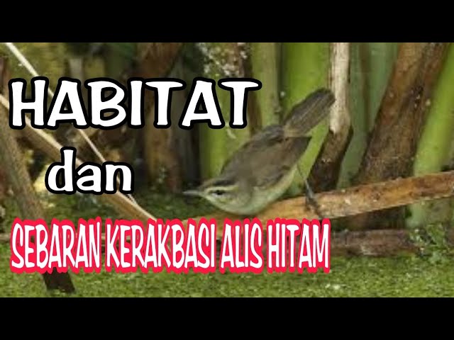 HABITAT KERAK BASI ALIS HITAM !!! class=