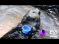 Nellie the sea otter stacks cups at point defiance zoo  aquarium
