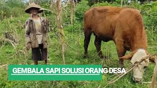 memelihara sapi di hutan dan biaya ekonimis