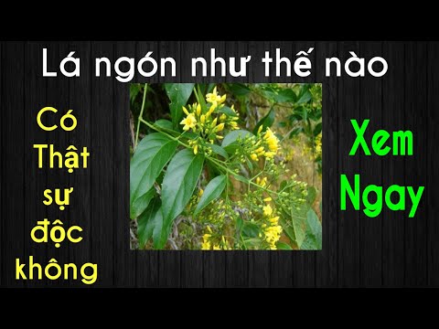 Video: Lá của cây là gì?