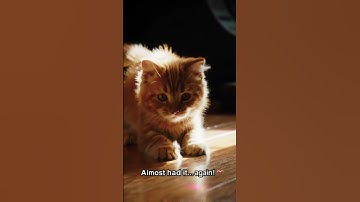 Kitten vs Laser Pointer 🐱✨ #Shorts