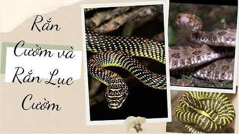 Phân biệt giữa Rắn Lục Cườm và Rắn Cườm