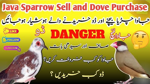 Java Sparrow and Dove Sell Perchase Perfect Time | جاوا بیچنے اور ڈو خریدنے والے ہوشیار ہوجائیں