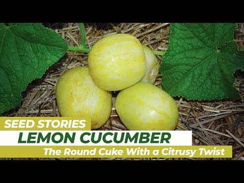 SEED STORIES | Lemon Cucumber: The Round Cuke With a Citrusy Twist