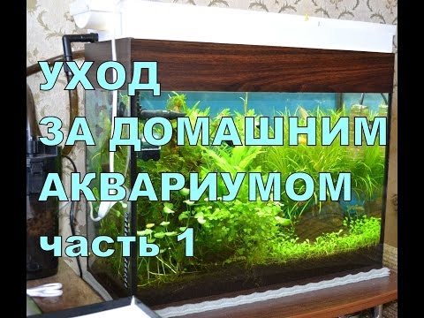 Аквариум для начинающих. Уход за домашним аквариумом. Часть 1