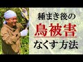 【超簡単】種まき後の鳥被害をなくす方法～資材費ほぼ０円の鳥対策を一挙公開〜