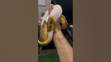 Emoji patch #shorts #ballpython