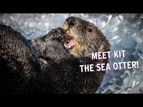 Meet Kit The Sea Otter! | Monterey Bay Aquarium's Pawesome Ladies