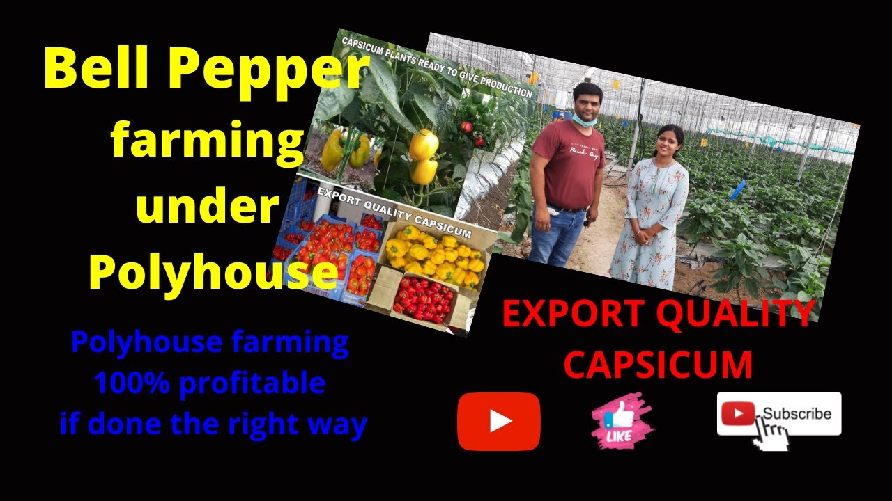 Polyhouse Farming is 100 Profitable if it's done the right way YouTube