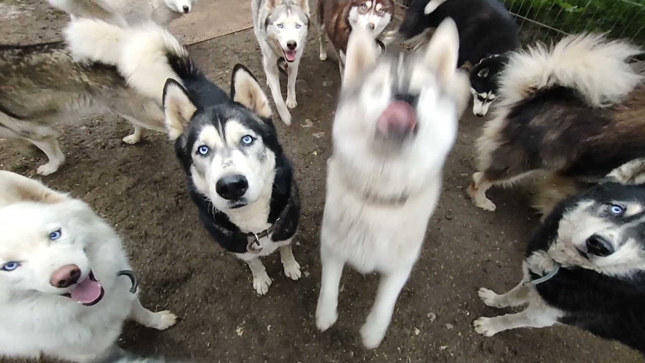 Канал День хаски с новостями /Husky Day channel with news