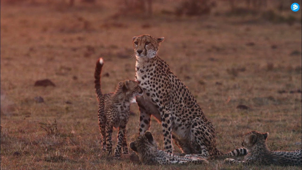 Kofi Sanoba - Famemba (Official Music Video) (4K)