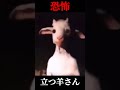 【恐怖】二足歩行の羊さん