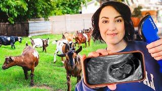 Let's see which GOAT is PREGNANT! (ultrasound day on the farm)