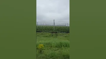КАК ВЫРАЩИВАЮТ ХМЕЛЬ ДЛЯ ПИВА