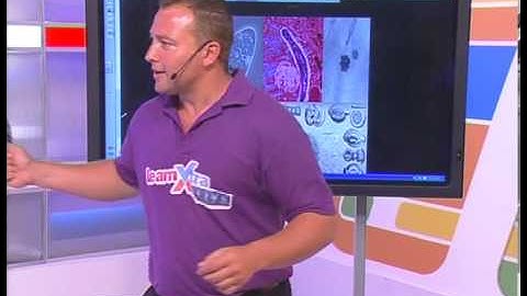 Biodiversity and Classification of Micro-organisms : Grade 11 Life Sciences