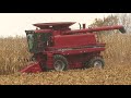 Harvest 2020 | Case IH 2388 Combine Harvesting Corn | Corn Harvest 2020