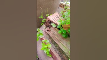 8 công dụng tuyệt vời khi ăn rau càng cua