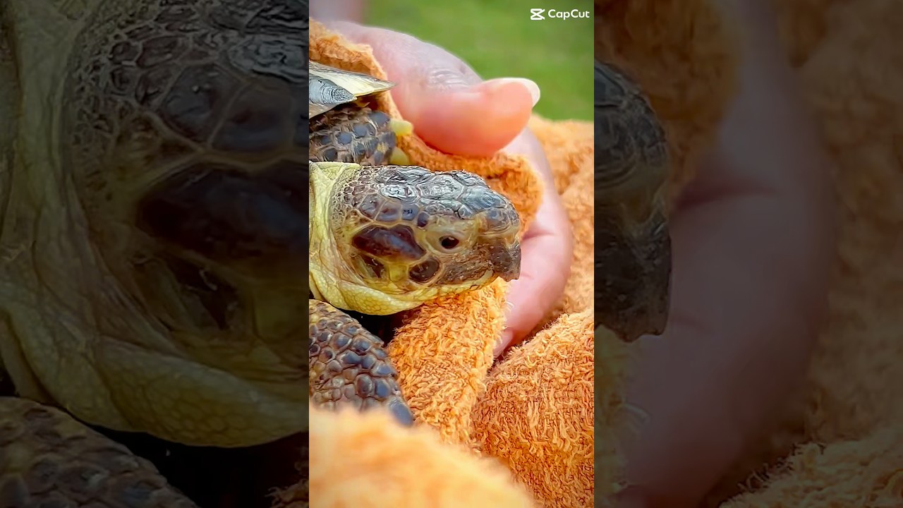 🐢🛁 Tortoise Spa Day 🪥 My Wife’s Secret Technique Revealed! 😍