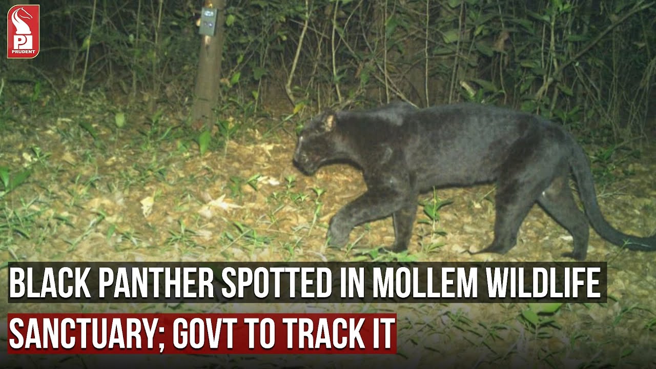 BLACK PANTHER SPOTTED IN MOLLEM WILDLIFE SANCTUARY; GOVT TO TRACK IT | Prudent Media Goa