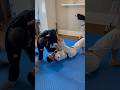 Spider Guard is too Overpowered 🕷️ #grappling #foryou #judo #bjj #jiujitsu #mma #bjjfanatics