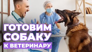 Как сделать ПОХОД к ВЕТЕРИНАРУ менее стрессовым для собаки❓ ОТВЕТЫ в видео❗️