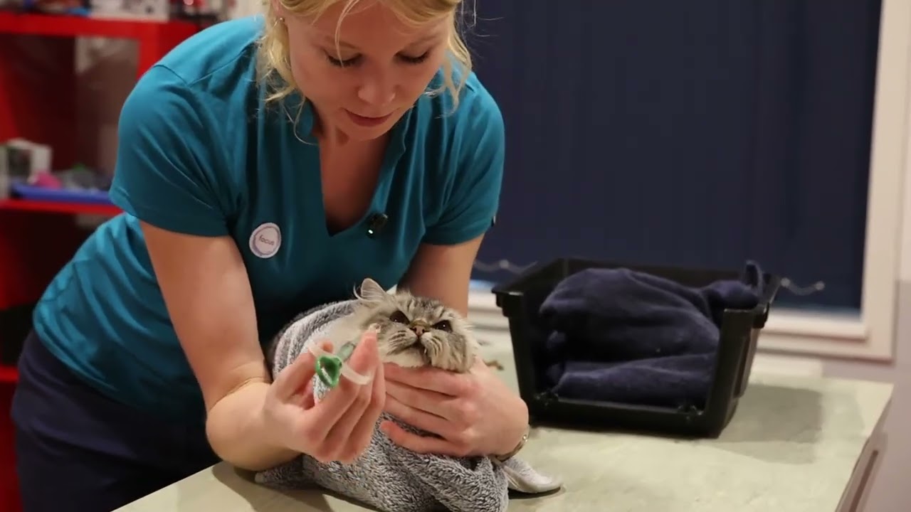 Tabletten toedienen aan je kat