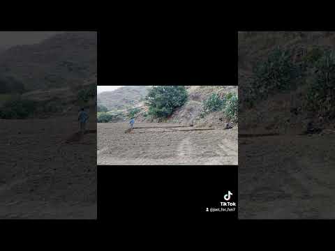 زراعه البلاد وتقصيبها بجيله بني مالك تعليقاتكم