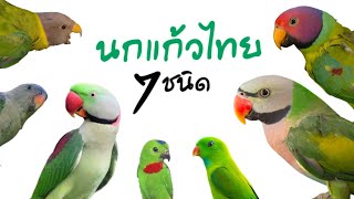 นกแก้วไทย 7 ชนิด | Psittacidae of Thailand | Species Index