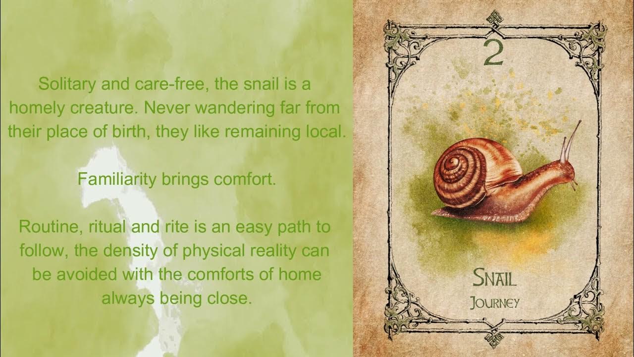 Snail Spirit Animal Message, Meaning & Symbolism. YouTube