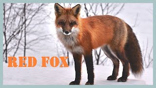 Red fox sounds & calls! Strange sounds and barking call made by a fox!