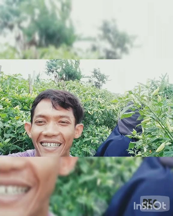 Panen Cabe sama Istri |story Petani Muda