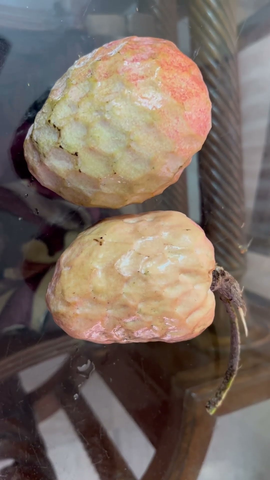 Rare Fruit Rama Seetha Phalam YouTube Rare Fruit Rama Seetha Phalam YouTube