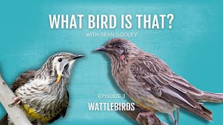 What bird is that? Wattlebirds