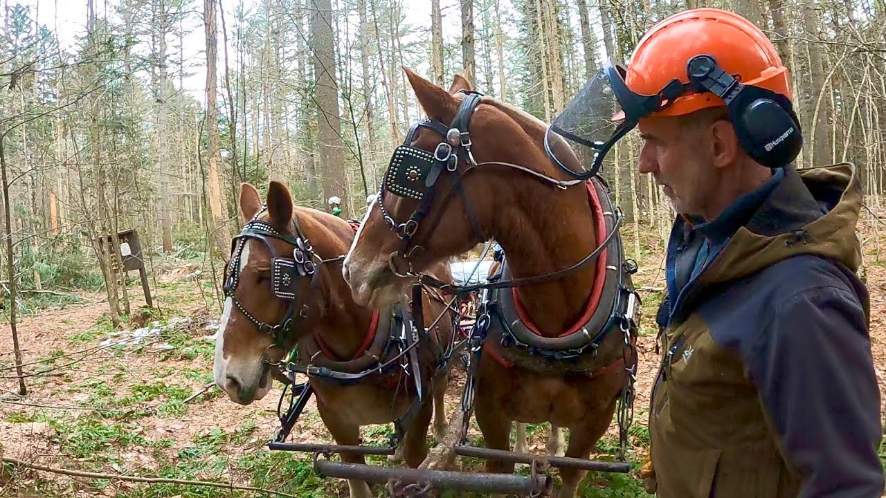 WHY DO HORSES WEAR BLINDERS??? // Draft Horse Logging 414 YouTube
