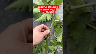 ОИДИУМ! ВСПЫШКА на ВИНОГРАДЕ! Что ДЕЛАТЬ? #виноград #садоводство #огородничество #сад  #садиогород