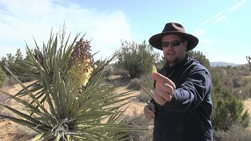 Wild Edible Plants Mojave Yucca, Wilderness Survival