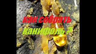 КАК СОБРАТЬ КАНИФОЛЬ В ЛЕСУ СВОИМИ РУКАМИ ?