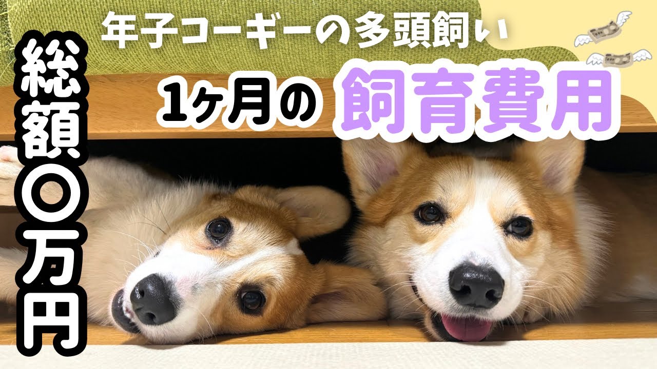 木彫りのコーギー2体 番犬編（こちら特別割引価格となります） 衝撃】コーギー2匹にかかる1か月間の飼育費用を公開します…！ - YouTube