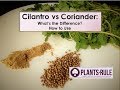 Cilantro vs coriander whats the diffference from plantsrule