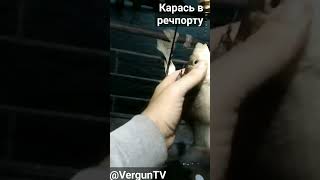 Клюнул карась в речпорту на убийцу карася #рыбалка #verguntv #фидер #карась #остров #днепр #плотва