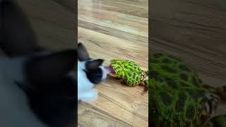 蛙哥想吃兔子反被一脚踢飞