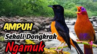 Wild Jungle River Therapy – Masteran Murai Batu Anti Stres & Rajin Bunyi screenshot 4