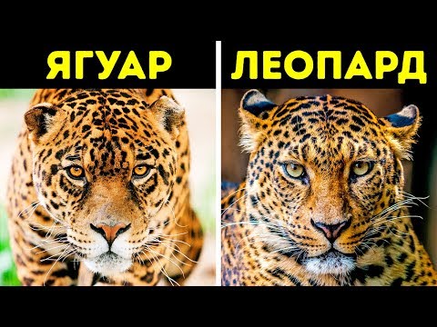 Видео: Разлика между тигър и леопард