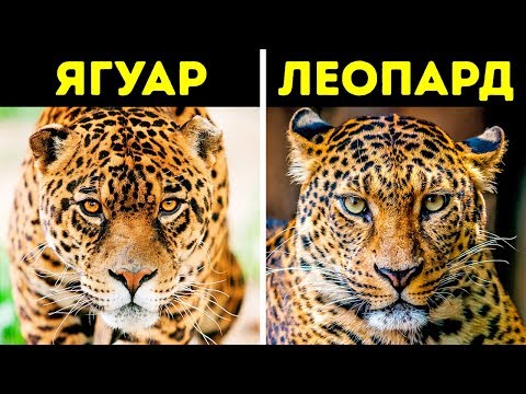 12 Пар Животных, Которых вы Постоянно Путаете