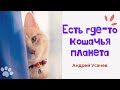 Стихи "Кошачья планета" детским голосом