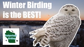 5 Reasons Winter is Actually the BEST Birding Season