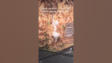 blue oyster fryiting with uncle bens tek