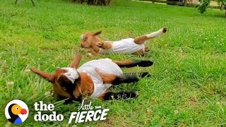 Wobbly Baby Goats Learn To Run And Can’t Stop Jumping Around | The Dodo Little But Fierce